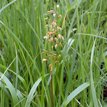 Sweet Grass, Athoxanthum Hirtum - Designs By Nature, LLC