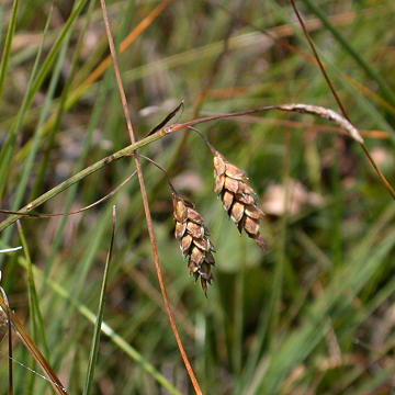 Mud Sedge Carex Limosa Plants Of The Northeastern U S Mud Sedge Carex Limosa Plants Of The Northeastern U S