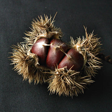 Chesnut Fruit