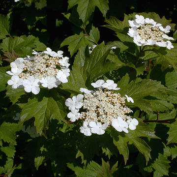 Viburnum Trilobum American Cranberrybush Seeds For Planting