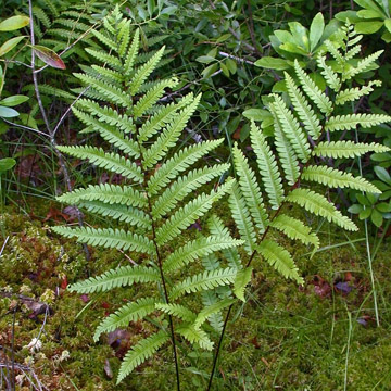 woodwardia virginica