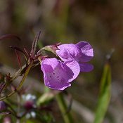 Agalinis_purpurea