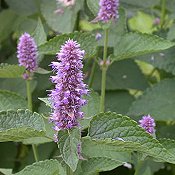 Agastache_scrophulariifolia