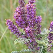 Amorpha_canescens