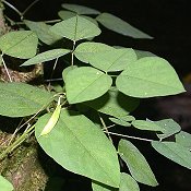 Amphicarpaea_bracteata