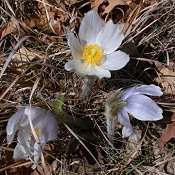 Anemone_patens