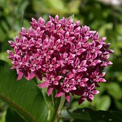 Asclepias_purpurascens