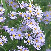 Aster_azureus