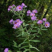 Aster_novae-angliae