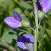 Baptisia_australis