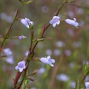 Calamintha_arkansana