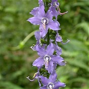 Campanula_americana