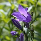 Campanula_rotundifolia