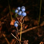 Caulophyllum_thalictroides2