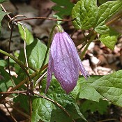 Clematis_occidentalis