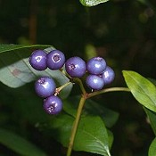 Cornus_obliqua