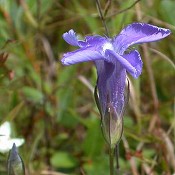 Gentiana_procera