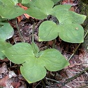 Hepatica_acutiloba