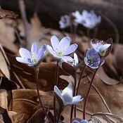 Hepatica_americana