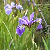 Iris_virginica