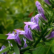 Lobelia_siphilitica