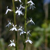 Lobelia_spicata