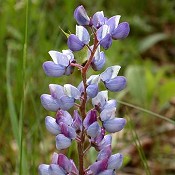 Lupinus_perennis