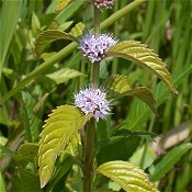 Mentha_arvensis