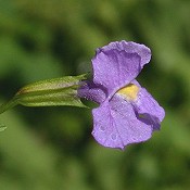 Mimulus_ringens