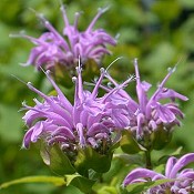 Monarda_fistulosa