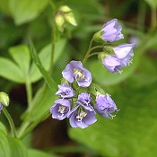 Polemonium_reptans