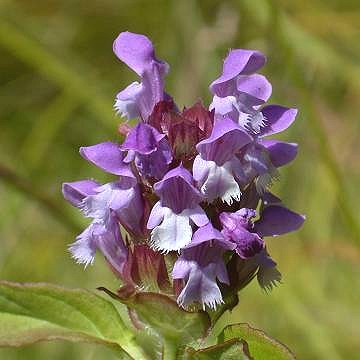 Prunella_vulgaris