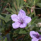 Ruellia_humilis