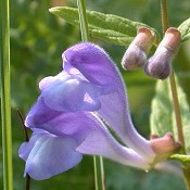 Scutellaria_epilobifolia