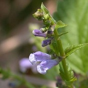 Scutellaria_lateriflora