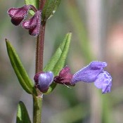 Scutellaria_parvula