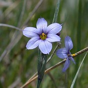 Sisyrinchium_albidum