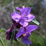 Tradescantia_ohiensis