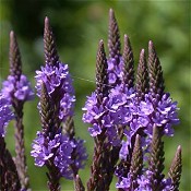 Verbena_hastata