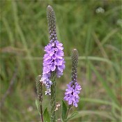 Verbena_stricta