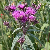 Vernonia_fasciculata