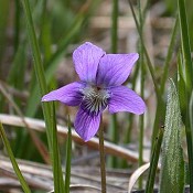 Viola_sagittata