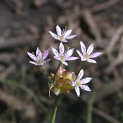 Allium_canadense