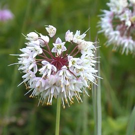 Allium_cernuum