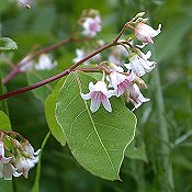 Apocynum_androsaemifolium