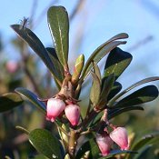 Arctostaphylos_uva-ursi