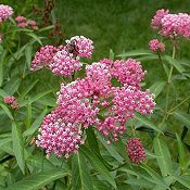 Asclepias_incarnata