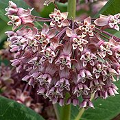 Asclepias_syriaca