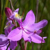 Calopogon_tuberosus