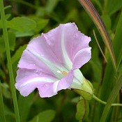 Calystegia_sepium